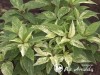 Hortenzija šluotelinė ,Shikoku Flash' (lot. Hydrangea paniculata)